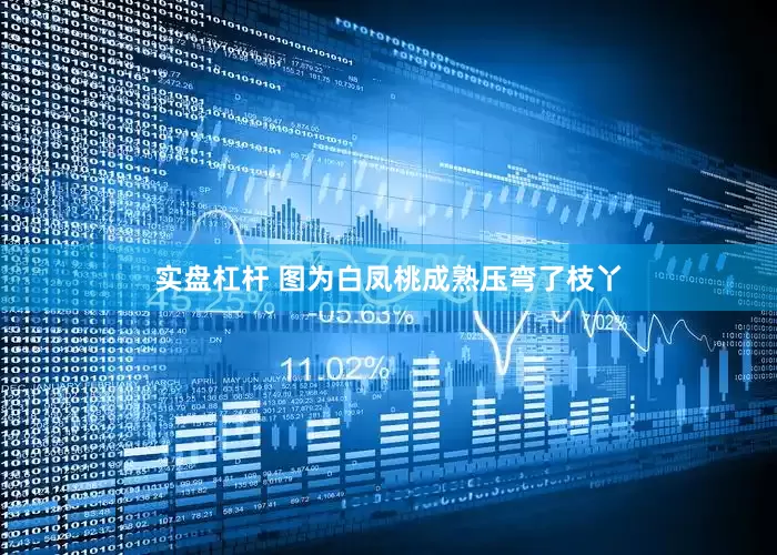 实盘杠杆 　　图为白凤桃成熟压弯了枝丫